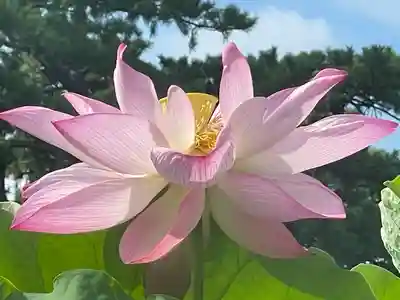 白山神社の自然