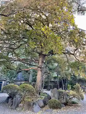 天徳寺(東京都)