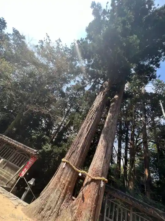 伊和神社の自然
