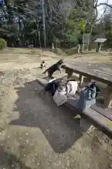 玉野御嶽神社の動物