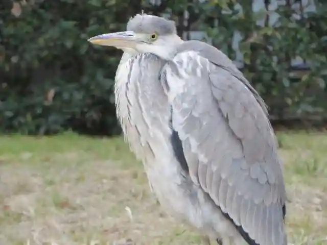 白雲神社(京都府)