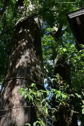 川越氷川神社(埼玉県)