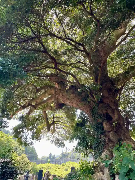 真福寺(神奈川県)