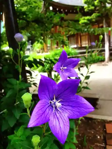 鳩森八幡神社の自然