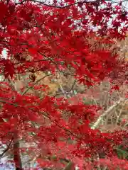 新倉富士浅間神社の自然