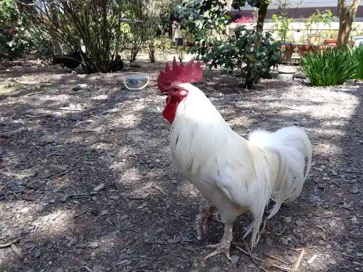 西雲寺(福井県)