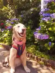 御霊神社の動物