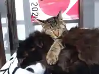 御誕生寺(猫寺)(福井県)