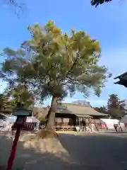 鷲宮神社の本殿