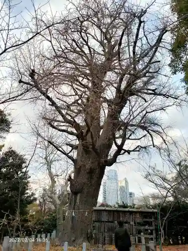 芝東照宮の自然