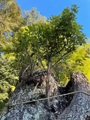 常磐神社の自然