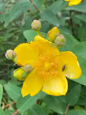 埼玉厄除け開運大師・龍泉寺（切り絵御朱印発祥の寺）(埼玉県)