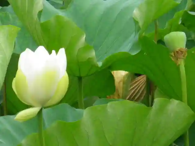 鶴岡八幡宮の自然