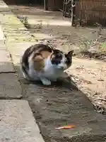 麻賀多神社の動物