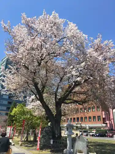 高野山東京別院の自然