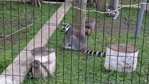 旭川神社の動物
