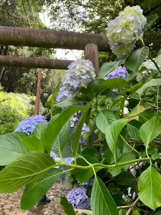 太平山神社の自然