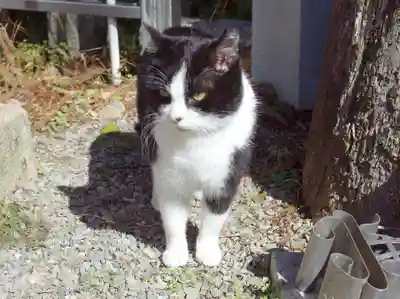 荒木神社の動物