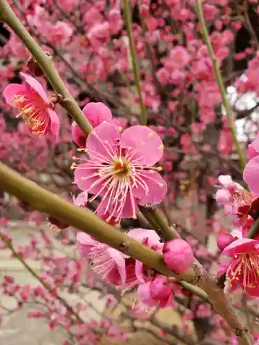 諏訪神社の自然