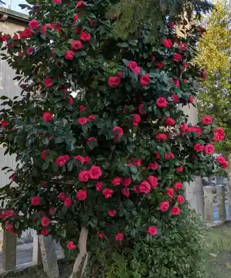 八幡社の{uncategorized: "未分類", other: "その他", undefined: "問題あり", building: "その他建物", grave: "お墓", sacred_gate: "鳥居", guardian: "狛犬", statue: "像", buddha: "仏像", history: "歴史", nature: "自然", garden: "庭園", animal: "動物", pagoda: "塔", temizu: "手水舎", mountain_gate: "山門・神門", sanctuary: "本殿・本堂", subordinate: "末社・摂社", art: "芸術", scenery: "景色", jizo: "地蔵", ema: "絵馬", goshuin: "御朱印", omikuji: "おみくじ", items: "授与品その他", amulet: "お守り", goshuincho: "御朱印帳", eats: "食事", festival: "お祭り", votive_dance: "神楽", shichigosan: "七五三参", wedding: "結婚式", experience: "体験その他", initially: "初詣", around: "周辺", anti_infection: "感染症対策"}