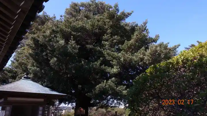 安養院 (田代寺)(神奈川県)