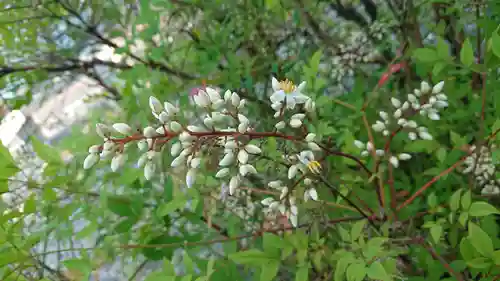 雲見浅間神社（原）の自然