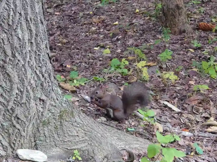 帯廣神社の動物
