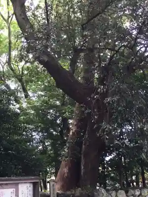 志等美神社(豊受大神宮摂社)の自然