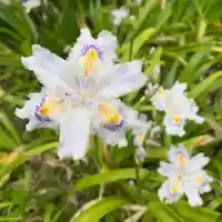 豊景神社の自然