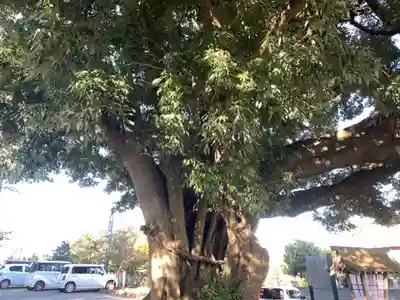 川尻八幡宮の自然
