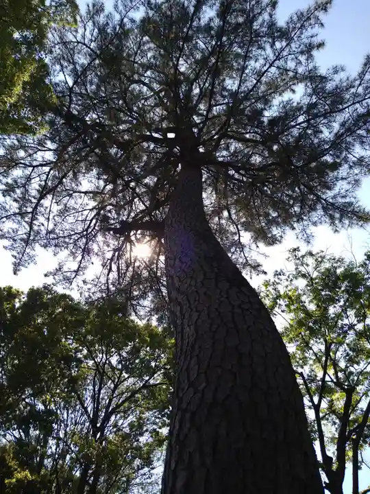 荻窪八幡神社の自然