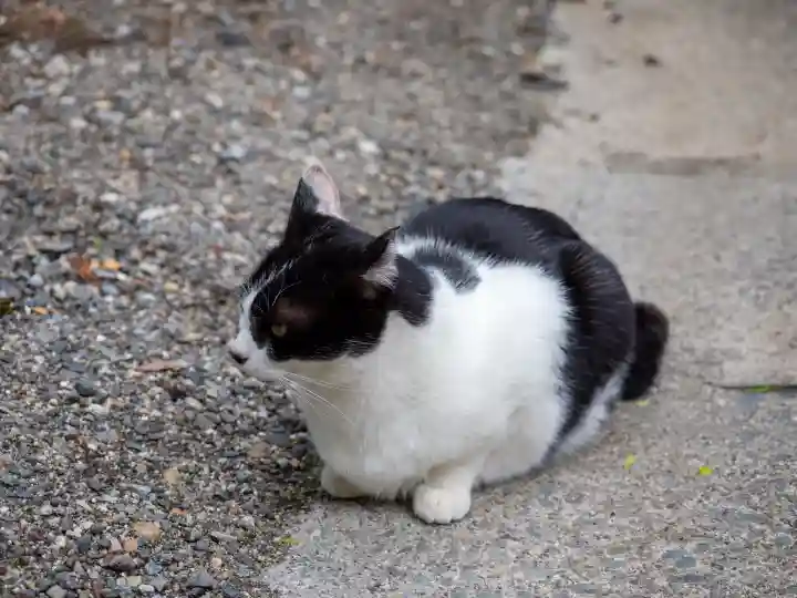 伏見稲荷大社の{uncategorized: "未分類", other: "その他", undefined: "問題あり", building: "その他建物", grave: "お墓", sacred_gate: "鳥居", guardian: "狛犬", statue: "像", buddha: "仏像", history: "歴史", nature: "自然", garden: "庭園", animal: "動物", pagoda: "塔", temizu: "手水舎", mountain_gate: "山門・神門", sanctuary: "本殿・本堂", subordinate: "末社・摂社", art: "芸術", scenery: "景色", jizo: "地蔵", ema: "絵馬", goshuin: "御朱印", omikuji: "おみくじ", items: "授与品その他", amulet: "お守り", goshuincho: "御朱印帳", eats: "食事", festival: "お祭り", votive_dance: "神楽", shichigosan: "七五三参", wedding: "結婚式", experience: "体験その他", initially: "初詣", around: "周辺", anti_infection: "感染症対策"}