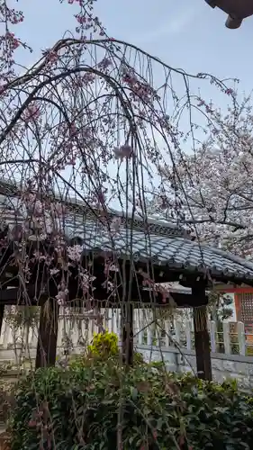 吒枳尼天（法伝寺）(京都府)