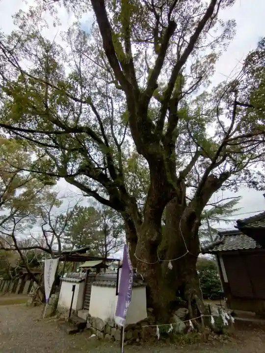 藤白神社の{uncategorized: "未分類", other: "その他", undefined: "問題あり", building: "その他建物", grave: "お墓", sacred_gate: "鳥居", guardian: "狛犬", statue: "像", buddha: "仏像", history: "歴史", nature: "自然", garden: "庭園", animal: "動物", pagoda: "塔", temizu: "手水舎", mountain_gate: "山門・神門", sanctuary: "本殿・本堂", subordinate: "末社・摂社", art: "芸術", scenery: "景色", jizo: "地蔵", ema: "絵馬", goshuin: "御朱印", omikuji: "おみくじ", items: "授与品その他", amulet: "お守り", goshuincho: "御朱印帳", eats: "食事", festival: "お祭り", votive_dance: "神楽", shichigosan: "七五三参", wedding: "結婚式", experience: "体験その他", initially: "初詣", around: "周辺", anti_infection: "感染症対策"}