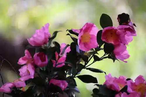 愛宕神社の自然