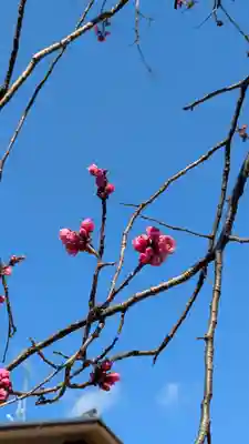 隨心院（随心院）(京都府)