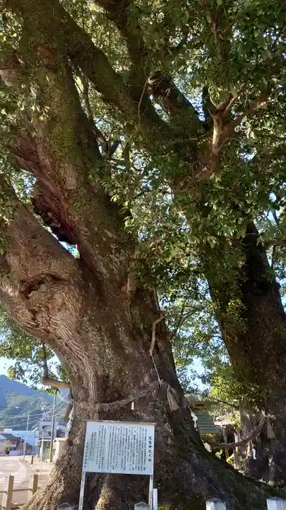 尾鷲神社の自然