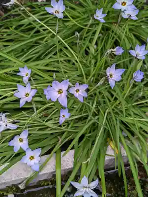平等寺（因幡堂）(京都府)