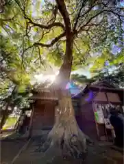 氷川女體神社の自然