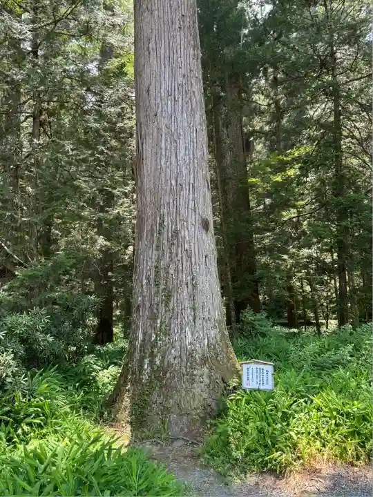 小國神社(静岡県)