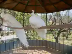 進雄神社の動物