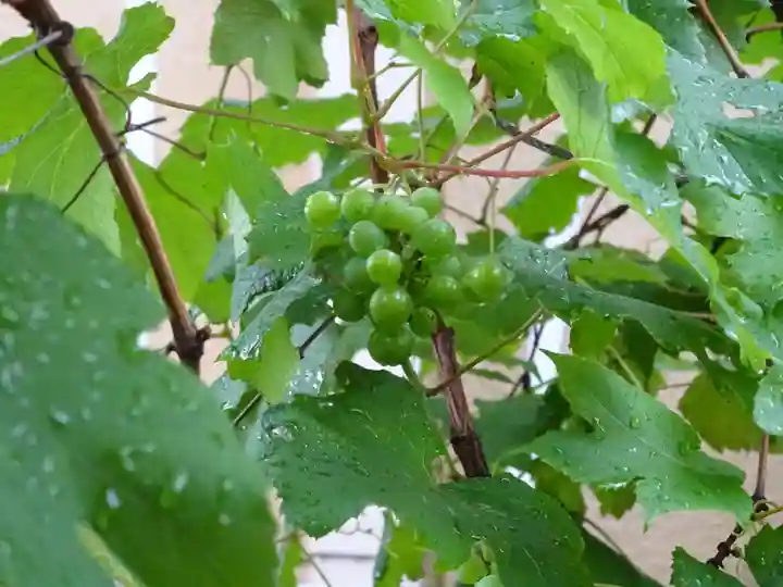 菊名神社の自然