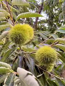 蚊里田八幡宮(長野県)(2025年09月18日(木) 18時24分56秒投稿)