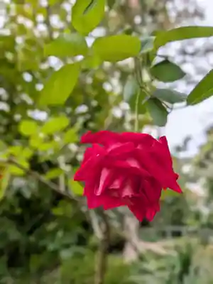 乃木神社(東京都)