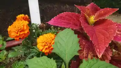 伊久波神社（下三宅）の自然