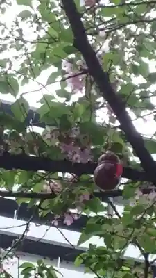 秋葉神社(東京都)