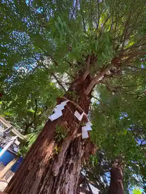 草加神社(埼玉県)