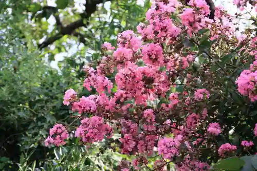 亀岡八幡宮の自然