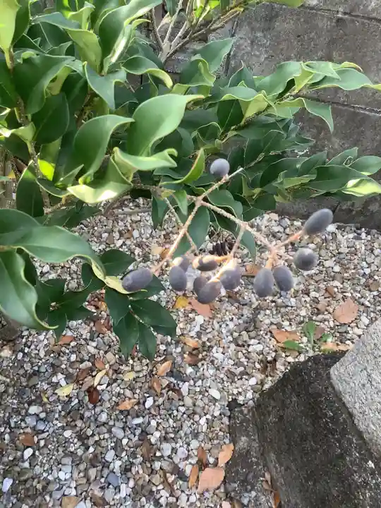不明社(秋葉神社可能性あり)の自然