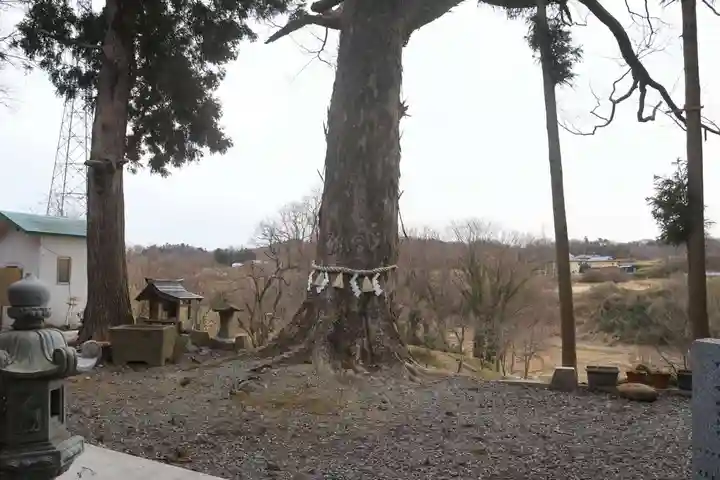 阿久津「田村神社」(郡山市阿久津町)旧社名:伊豆箱根三嶋三社の自然